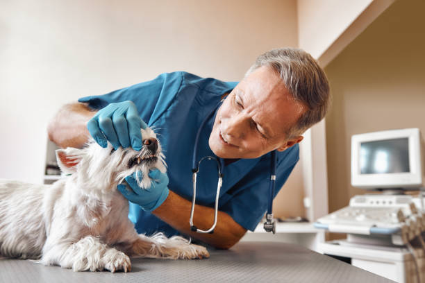 Best Urgent Dental Care in Mount Ida, AR